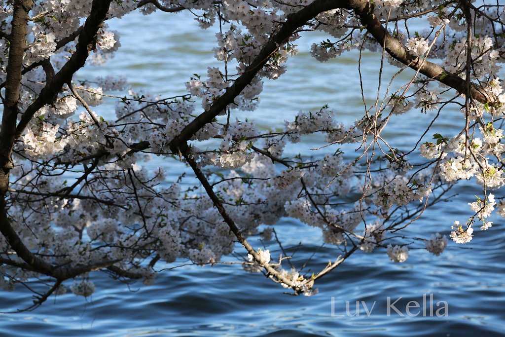 Cherry Blossoms in bloom