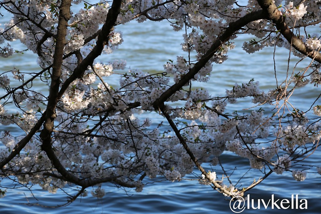 Washington,DC Cherry Blossoms